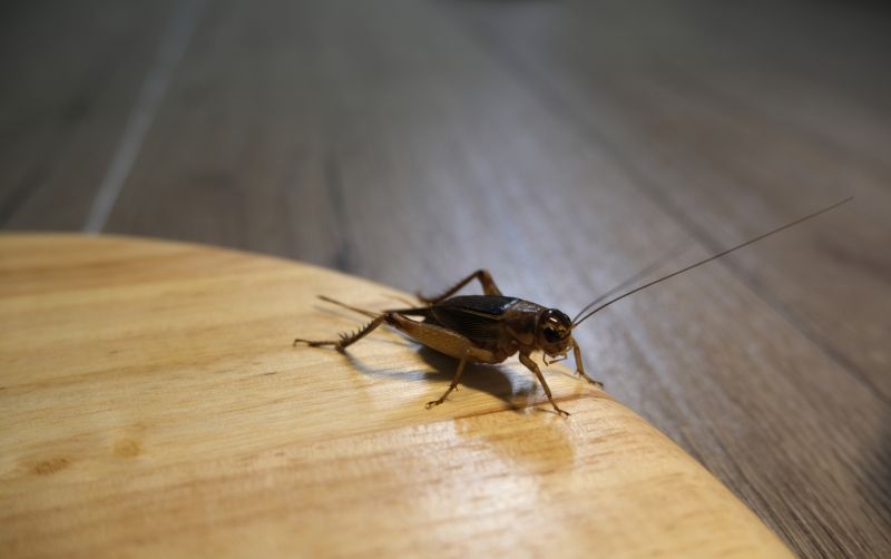 Cricket Control Strategies For Warehouses And Storage Facilities