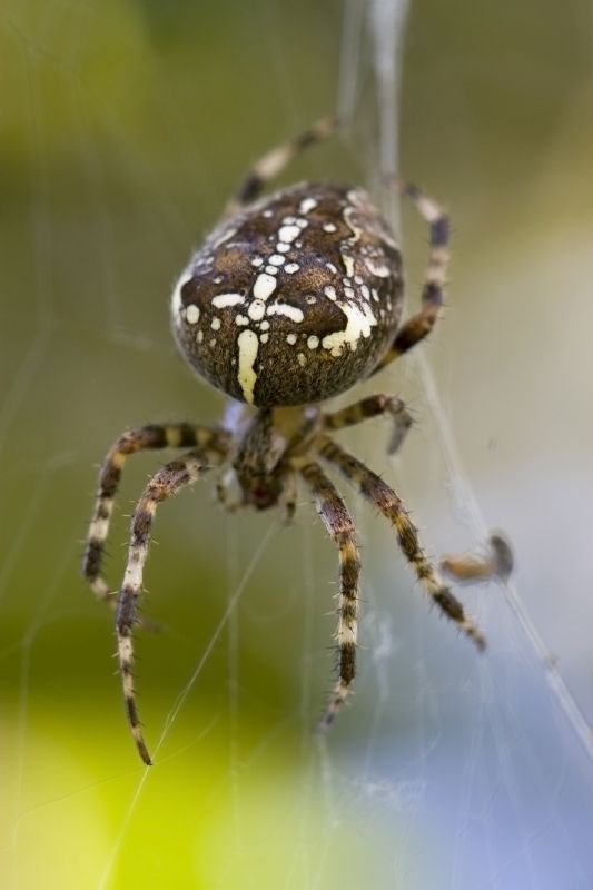 Cross Spider Extermination