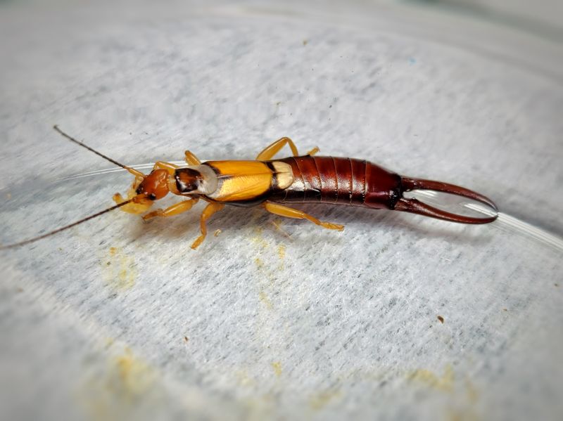 Earwig Extermination