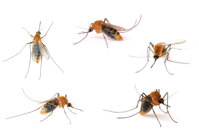Fly And Mosquito Prevention Tips For Properties