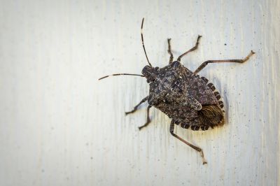 Health And Nuisance Issues Caused By Stinkbugs