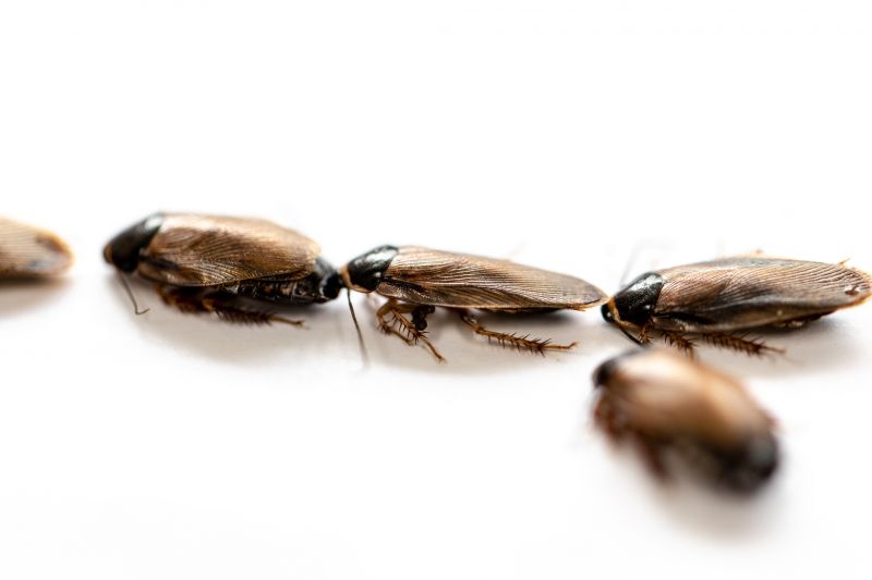How Roaches Enter Buildings And Spread Quickly