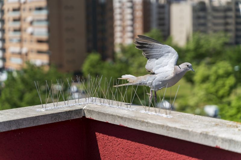 Pigeon Barrier Installation
