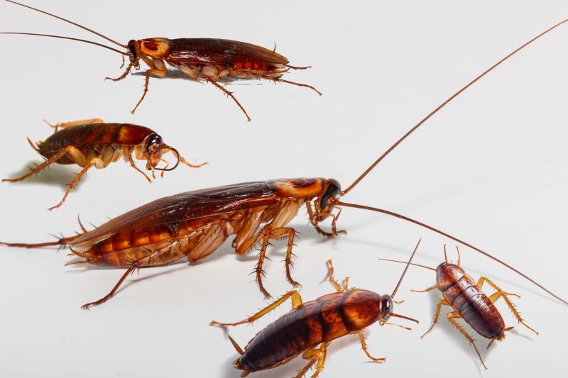 Roach Infestation Treatment