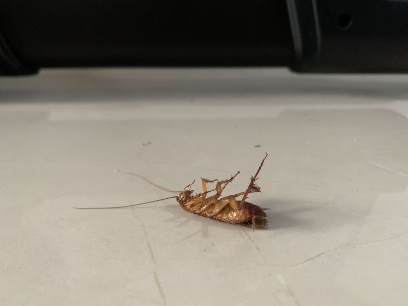 Signs You Have A Roach Infestation In Your Home Or Business