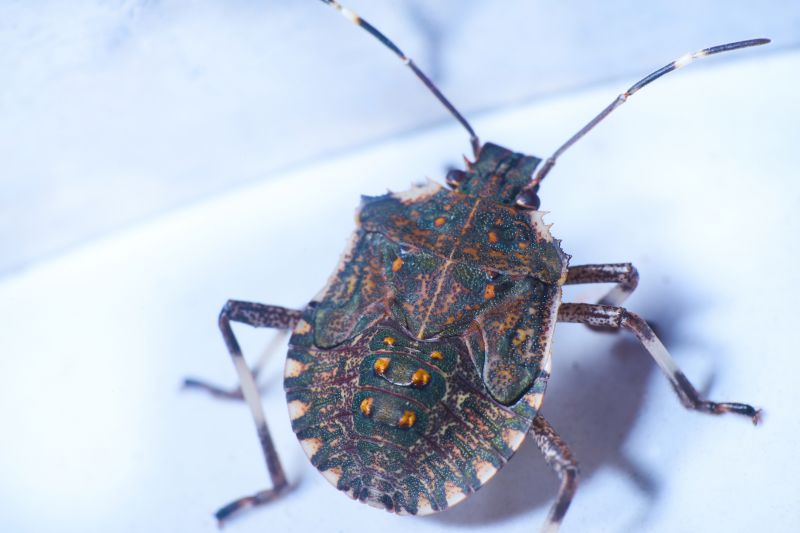 Signs You Have A Stinkbug Infestation Indoors