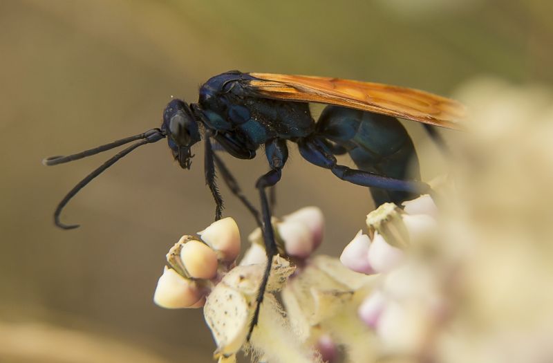 Tarantula Hawk Extermination
