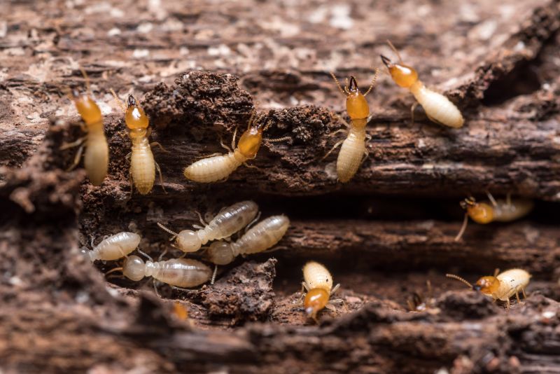 Termite Treatment Service