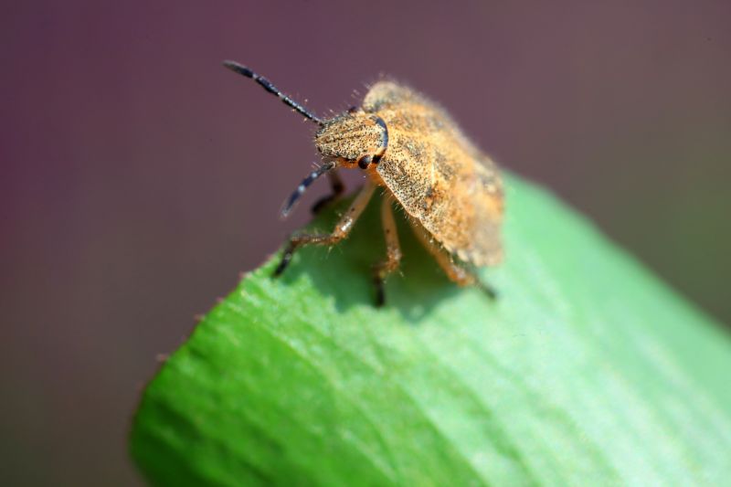 Why Professional Stinkbug Pest Control Is More Effective Than Diy Methods
