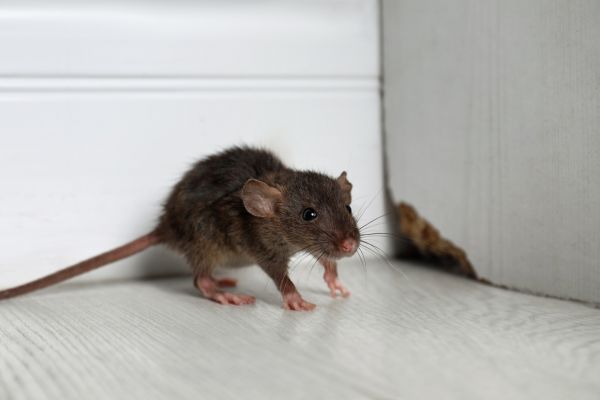 Rodent Infestation Treatment