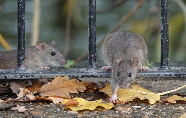 Rat Infestation Control